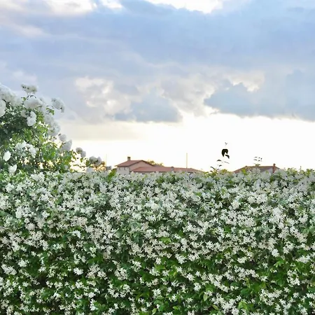 In The Heart Of Brda Wine Region, Boris And Darinka Marinic Dobrovo