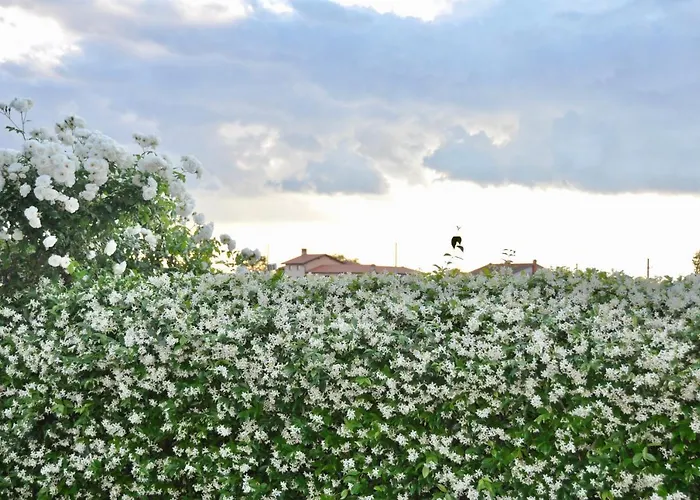 In The Heart Of Brda Wine Region, Darinka Marinic דוברובו